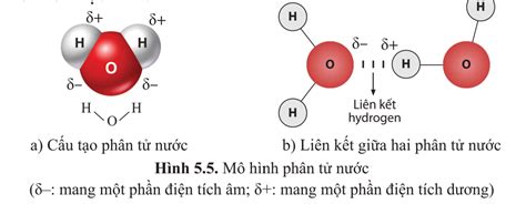 Lý thuyết cấu tạo và tính chất của nước sinh 10 - Sách cánh diều