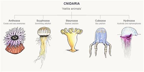 an image of different types of animals