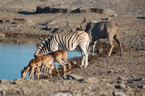 File:Etosha National Park, Namibia (2856072100).jpg - Wikimedia Commons