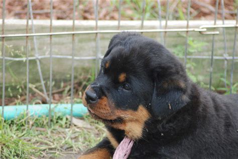 Rottweiler Breed Standards - Images of German Rottweilers