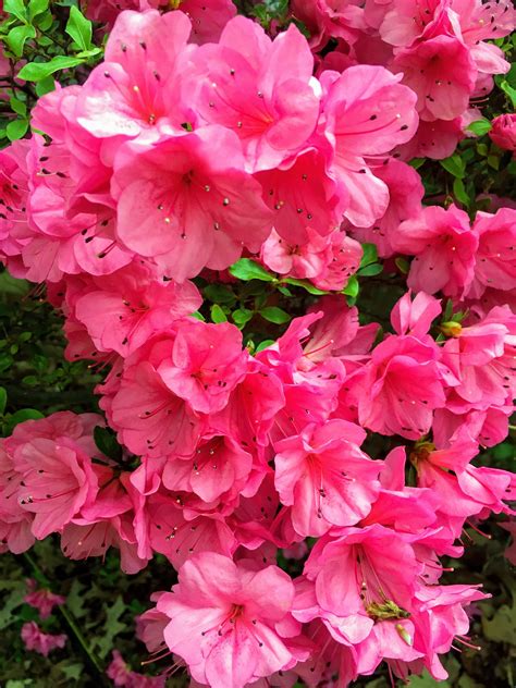 Pink Azalea Bush, Azalea Flower, Digital Photography, Digital Download by gingerandacd on Etsy ...