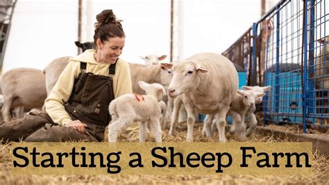 Profitable Sheep farming starter guide