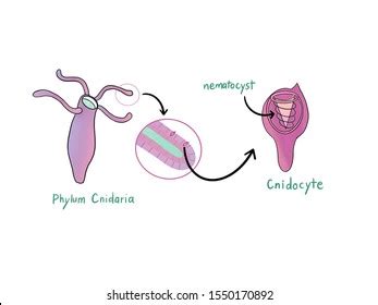 806 Nematocysts Images, Stock Photos, and Vectors | Shutterstock