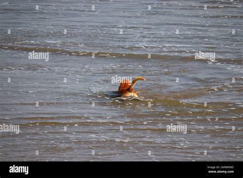 A dog swimming at the beach Stock Photo - Alamy