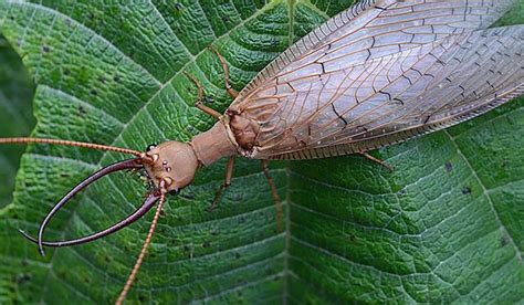 Most terrifying insect in Pa. is showing up at our porch lights ...