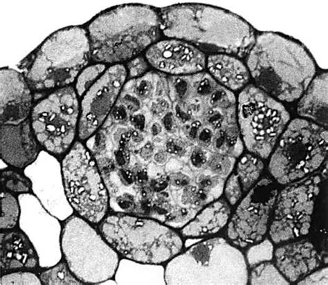 Comparison of antheridial development in hornworts (a,b) and ...