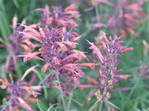 Agastache Rupestris | Agastache rupestris | Plants, Hummingbird plants ...