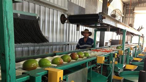 Technology a game-changer for Bowen Mango farm | Whitsunday Times