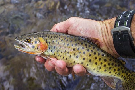 Cutthroat Trout Info, Habitat, Fishing Tips & More! - FishRook