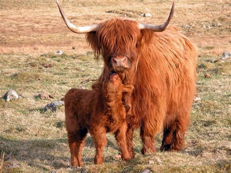 Love. Scottish Animals, Scottish Highland Cow, Highland Cattle ...