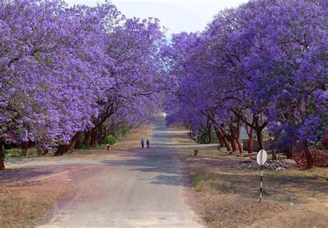 Jacaranda mimositolia tree 100 seeds