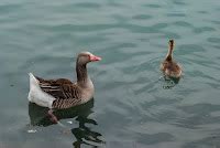 North American Greylag Geese