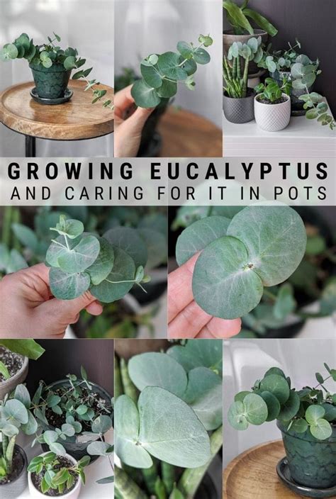 Eucalyptus Plant Care: How to Care for Potted Eucalyptus in 2020 | Plant care houseplant ...