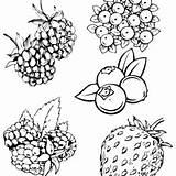 Berries Coloring Pages Printable For Free Download sketch template