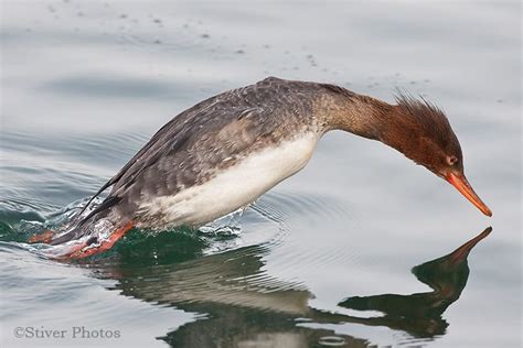 technique | Nature Notes | Bird life list, Nature, Animals