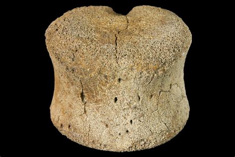 1.2" Fossil Hadrosaur Vertebra - Alberta (Disposition #000028-29) For ...