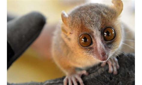 Mouse lemurs may provide insight into human behaviour and well-being