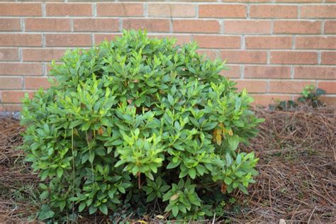 How to Give Old Azaleas a Fresh Start: Pruning Azaleas | Azaleas landscaping, Pruning azaleas ...