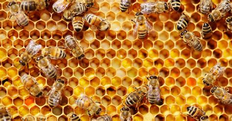 Two boys charged with killing half a MILLION honey bees after ...