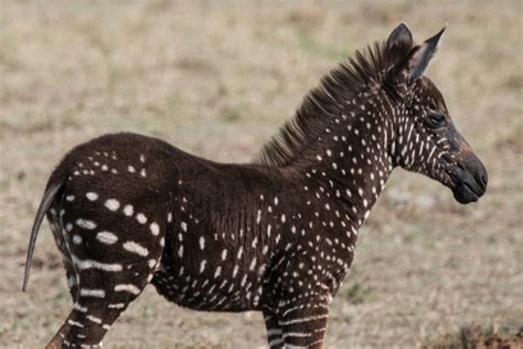 Rare Sighting: Capturing the Extraordinary Spotted Zebra Foal in Kenya ...