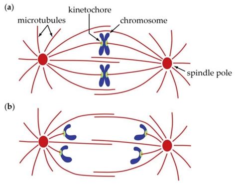 Phases Of Fiber Spindle