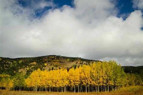 The Fall Foliage of Quaking Aspen Trees