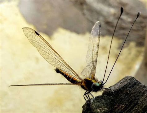 Dragonfly with Antenna #Owlfly AMAR KUMAR | Dragonfly, Species, Owl