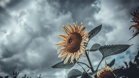 Sunflower Micro Wallpaper, HD Nature 4K Wallpapers, Images and Background - Wallpapers Den