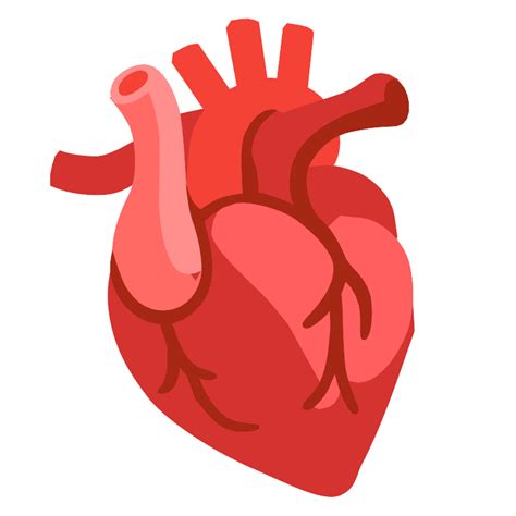 Anatomical Heart Vector SVG Icon - SVG Repo