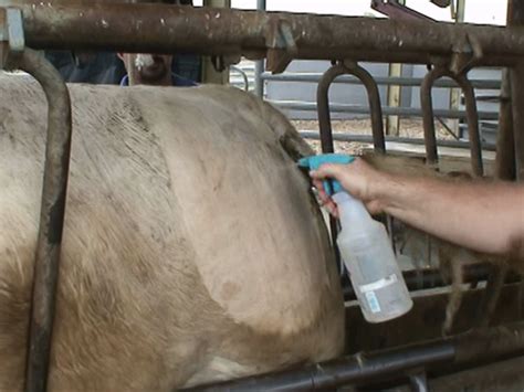 Freeze Branding Beef Cattle | Mississippi State University Extension Service