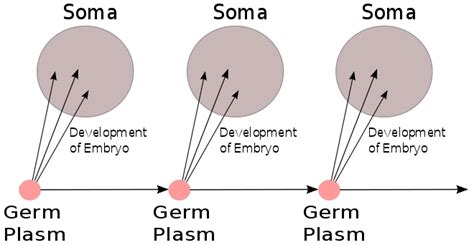 Germ plasm - Wikipedia