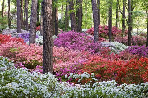 Blooming of the World-Famous Azaleas Has Arrived at Callaway Gardens | Azaleas garden, Amazing ...