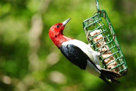 The Essential Guide to Rendering Suet for Birds - Birds and Blooms