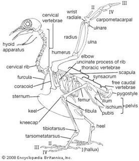 Bald Eagle Anatomy | Flickr