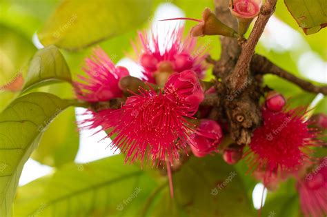 Premium Photo | Jambo flowers on a tree