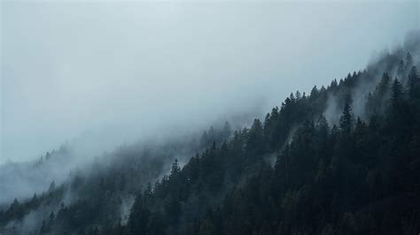 HD wallpaper: aerial photography of foggy mountain, conifers, dark, fir trees | Wallpaper Flare