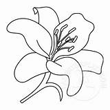 Lily Outline Coloring Page sketch template