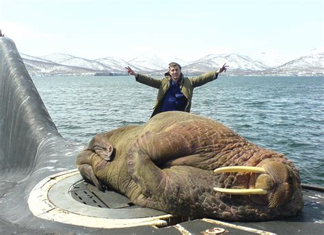 Interesting Photo of the Day: Massive Walrus Naps on Submarine Hatch