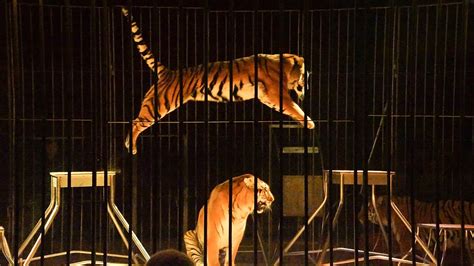 World News | Tiger Fight Erupts At Circus in Russia in Front of Horrified Kids | 🌎 LatestLY