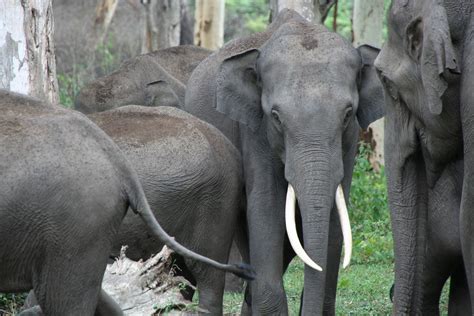 To See the Seven Continents: Mudumalai Wildlife Sanctuary, India