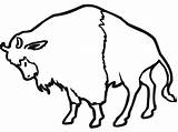 Baby Bison Coloring Page  Free Printable Pages For Kids sketch template