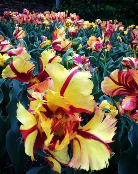 Parrot tulips | Garden pictures, Parrot tulips, Tulips