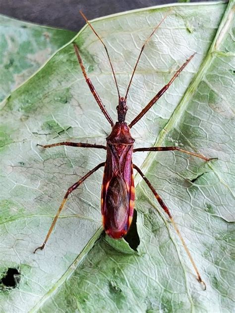 Bugging the Northwest: Finally an assassin you want on your property ...