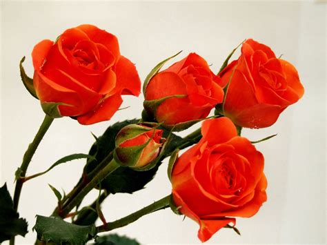 orange roses Free Photo Download | FreeImages