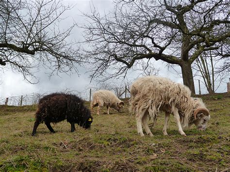 Ushant Sheep | Oklahoma State University