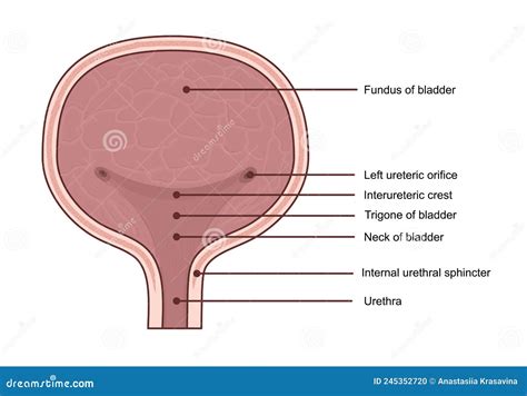 Trigone Bladder Epithelium