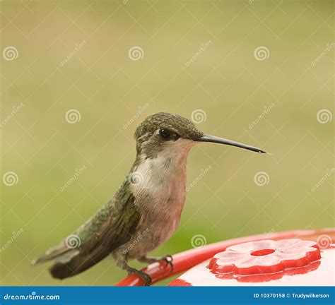 Perched Hummingbird stock photo. Image of tiny, feeder - 10370158