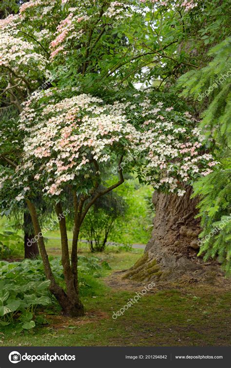 Korean Dogwood Tree Botanical Garden Dublin Ireland — Stock Photo © icarmen13 #201294842