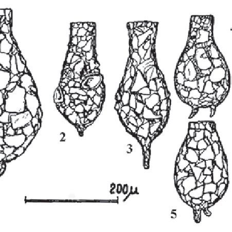 Different specimens of Difflugia elegans from C. Ogden's SEM... | Download Scientific Diagram