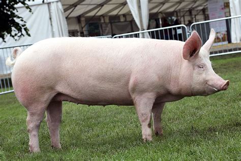 Large White - British Pig Association